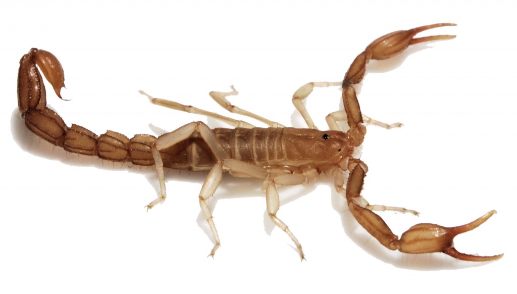 bark scorpion