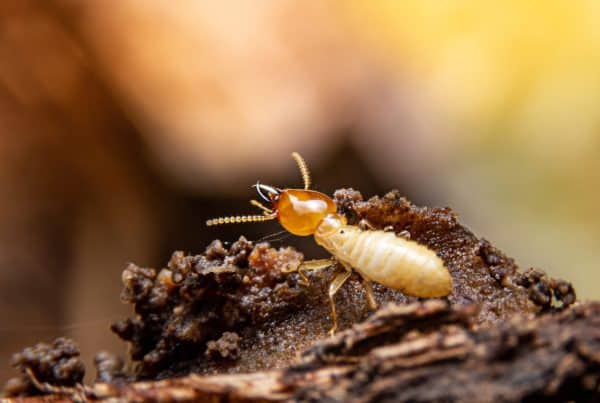 termite swarm season