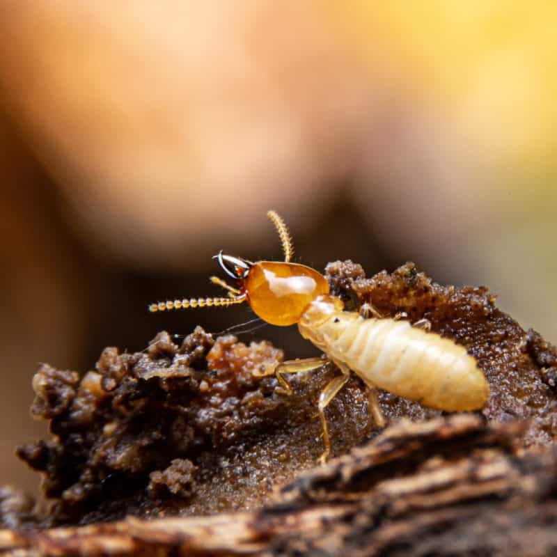 termite swarm season